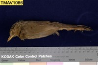 藏品(臺灣畫眉)的圖片